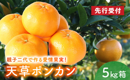S142-001A_天草ポンカン 約5kg箱【先行受付】