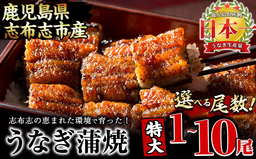 
            【尾数が選べる！】鹿児島県産 うなぎの大楠＜特大＞1尾～10尾 うなぎ 鰻 ウナギ 国産 鹿児島県産 九州産 蒲焼き 冷凍 うな重 ひつまぶし
          