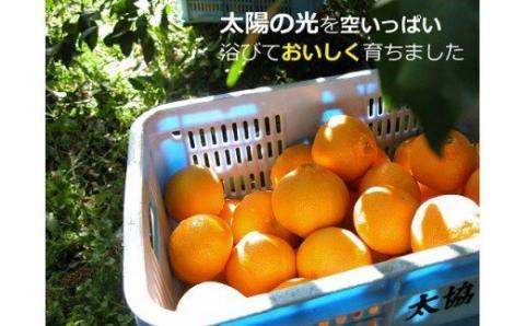 N-23 果樹園みかんの木の旬のカンキツ詰合せ７ｋｇ