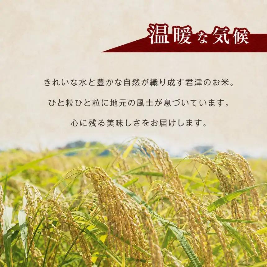 【定期便3回】令和8年産 ミルキークィーン 無洗米 10kg | あかかげ農園 君津市小山野産