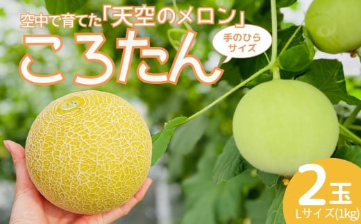 ［先行受付］美土里農園の高糖度メロン ころたん 2玉（1kg×2個）| メロン ころたん めろん コロタン フルーツ 果物 ギフト 贈り物 食べきりサイズ 美土里農園 栃木県 茂木町　