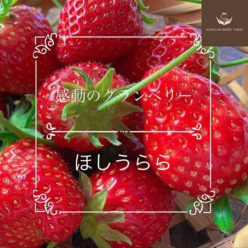 【ふるさと納税】＜選べる内容量＞【先行予約】完熟プレミアムいちご「グランベリー」 品種：ほしうらら 約315g×1パック / 計約630g（約315g×2パック） イチゴ 苺 くだもの 果物 果実 フルーツ 冷蔵 国産 三重県産 桑名市 送料無料 【2026年1月上旬～4月上旬迄発送予定】