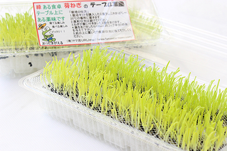 【農薬未使用・無添加】芽ねぎセット（5パック＆栽培キット＆にんにく新芽と海苔の佃煮）