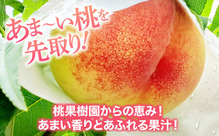 【先行予約】【7月中旬から順次発送】厳選の桃9～13玉入り  愛媛県大洲市/幸野観光なし園 桃 もも モモ ［AGBD006］桃 もも モモ 