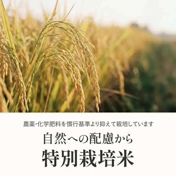 ≪新米予約≫ 令和8年11月上旬お届け 庄内産特別栽培 つや姫 5kg 令和8年産米 山形県庄内産 ご希望の時期頃にお届け 東北 山形県 遊佐町 庄内地方 米 お米 精米 白米 農協 JA [1658