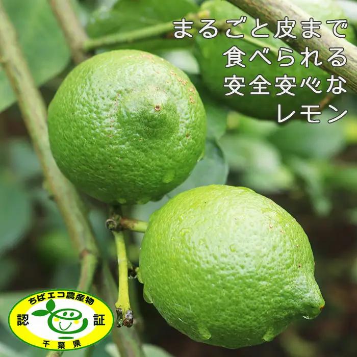 《12月発送》【皮まで食べられる】海と太陽のレモン【秀品】３kg（約25個） [0011-0057]