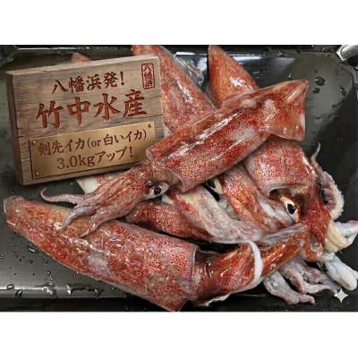 ふるさと納税 八幡浜市 竹中水産のオススメ「剣先イカ3キロ以上!」