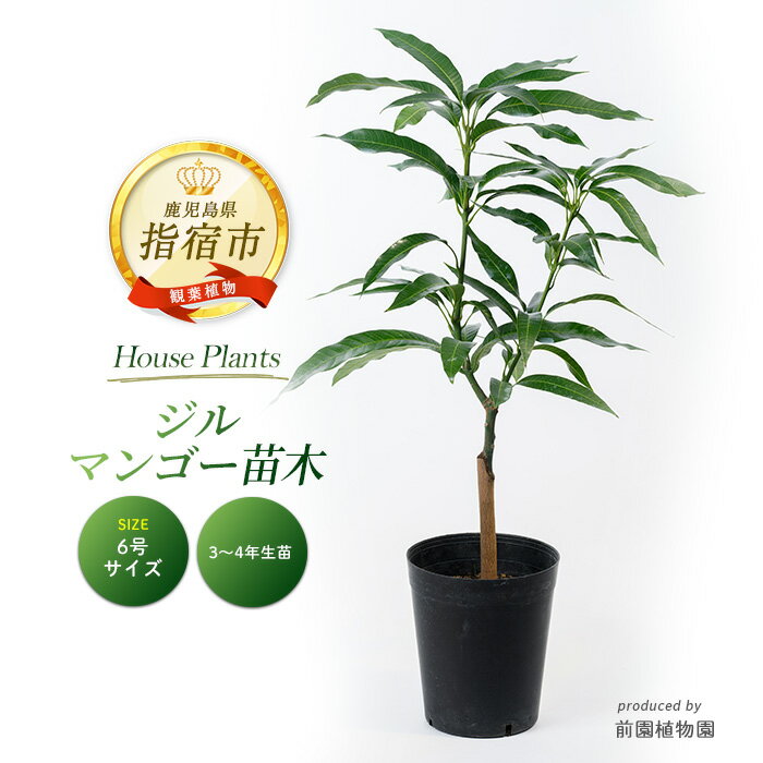【ふるさと納税】ジルマンゴー苗木(ZILL)　6号ポット　3～4年生苗木 ※北海道・沖縄・離島配送不可※ 観葉植物 植物 鉢付 室内 緑 グリーン インテリア オフィス おしゃれ プレゼント ギフト 開店祝い 移転祝い 贈答用 贈り物 贈答品 マイナスイオン【前園植物園】