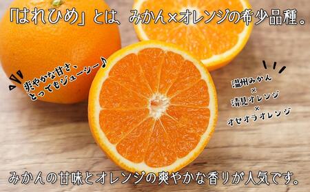 はれひめ（ミカンの希少種） 秀品  約5ｋｇ（25個～30個入）【先行予約】【2024年12月中旬頃から発送】【KG3】