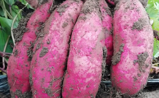 紅はるか 約5kg さつまいも サツマイモ 野菜 いも【2027年2月上旬～6月下旬発送予定】