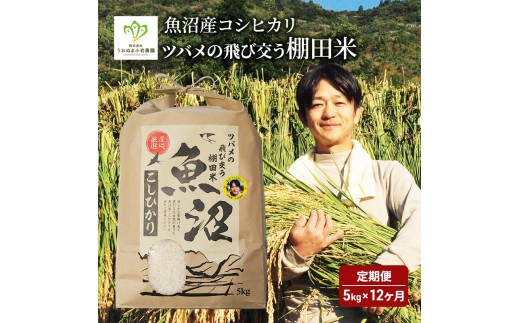 
                  [№5762-0585]米 定期便 12ヶ月 ツバメの飛び交う 棚田米 5kg コシヒカリ 精米 白米 お米 魚沼産コシヒカリ 新潟米 新潟 魚沼市 定期 12回
                