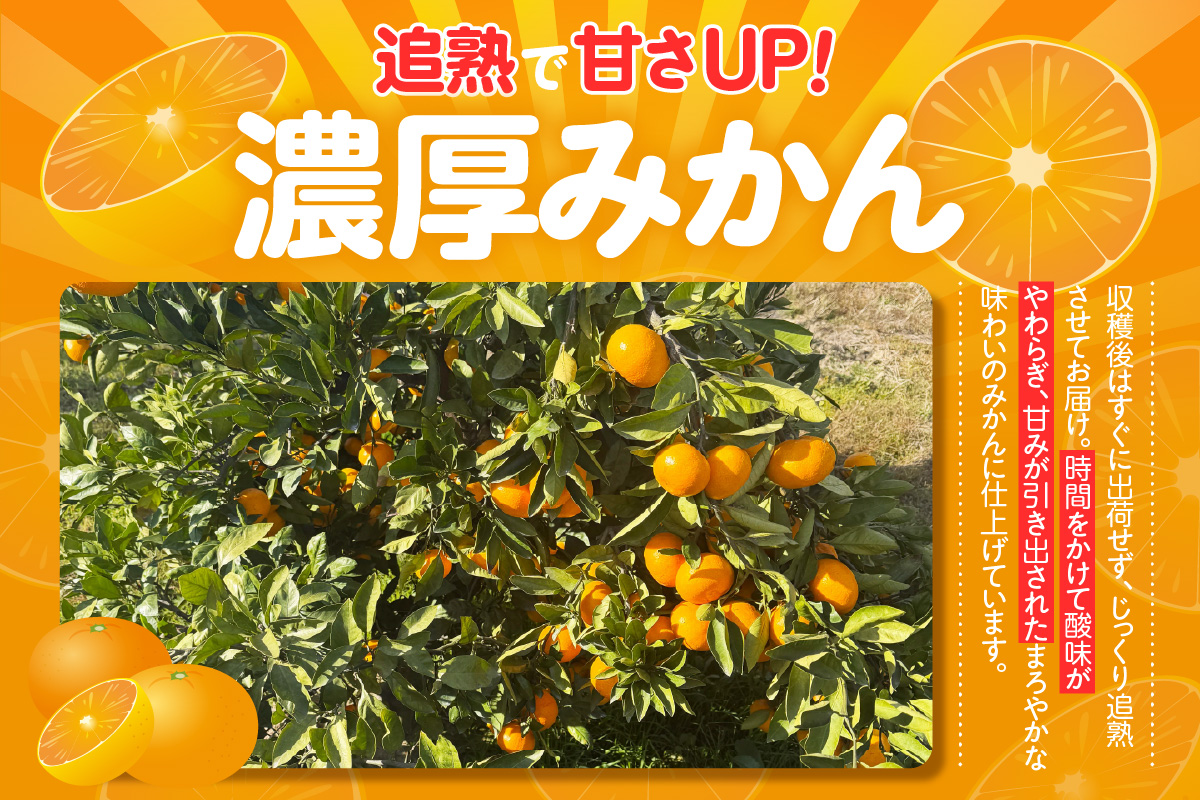 【先行予約】【2026年12月発送】【訳あり】不揃いみかん・10kg×1箱│フルーツ 柑橘 東浦町 10kg×1箱