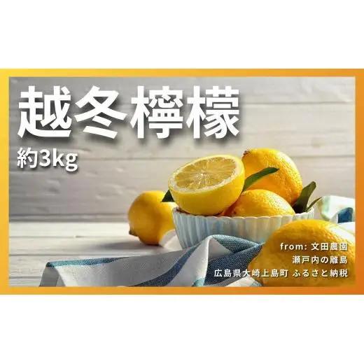 【2027年 3月～ 4月 発送】  文田農園の越冬レモン 約3kg 