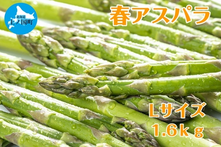 【2026年春発送】北海道上ノ国町産 寅福菜園の春アスパラ　L（1.6㎏）北海道産　朝採れ　農家町送　グリーンアスパラ　春野菜　アスパラ　甘い　特産品