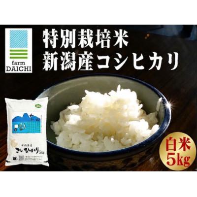 ふるさと納税 上越市 【特別栽培米 新潟産コシヒカリ 白米】新潟県認証米 令和7年産 5kg