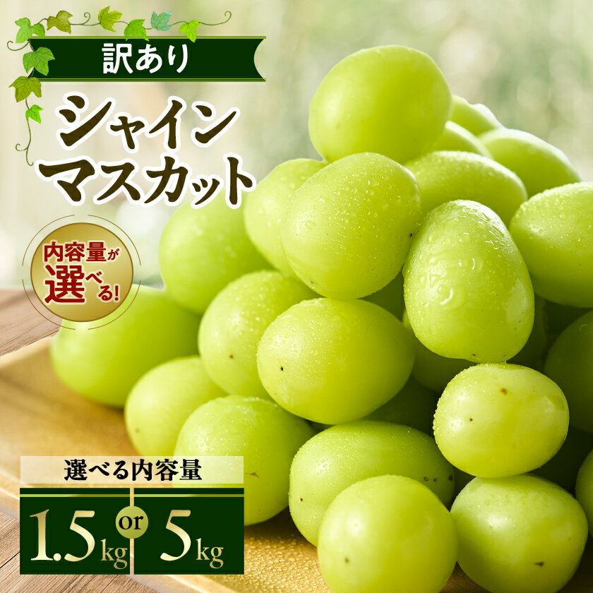【ふるさと納税】やまなし内藤農園の【訳あり】シャインマスカット 1.5kg / 5kg _ シャイン マスカット ぶどう 葡萄 ブドウ 訳あり 訳アリ ふるさと ふるさと納税 山梨県 山梨市 やまなし 人気 果物 フルーツ【配送不可地域：離島】【G1513206】