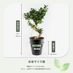 2026年2月上旬～発送 観葉植物 ガジュマル 65cm～85cm 無加温生産の秋元 032-1947  観葉植物 観葉植物 ※北海道・沖縄・離島配送不可