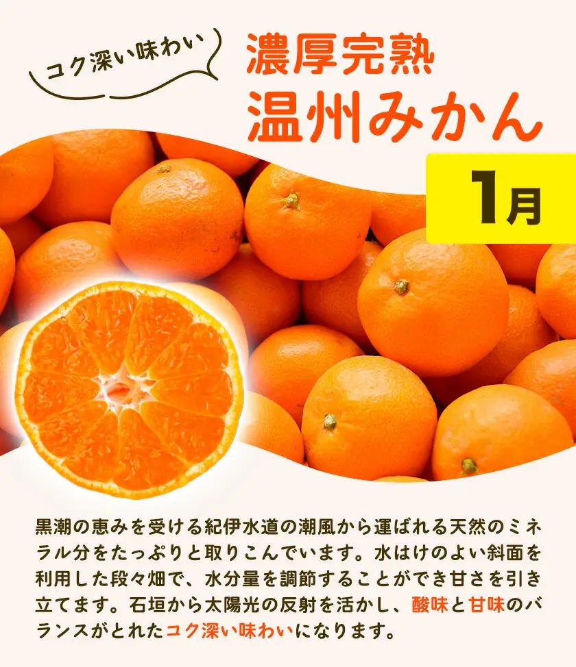 紀州 和歌山産 旬の ご家庭用 柑橘 セット (みかん 不知火 せとか 清見)【全4回】 株式会社魚鶴