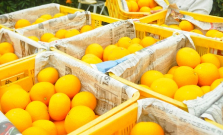 八朔（はっさく）木成り完熟 和歌山県産 約6kg 赤秀 八朔 八朔 八朔 八朔