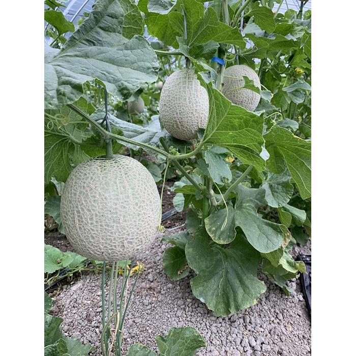 【ふるさと納税】【2025年8月上旬頃～10月上旬頃に発送】丹波篠山育ちの有機メロン達 1～2玉【兵庫あんしんブランド＆有機JAS認証】