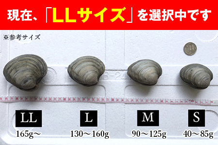 漁師直送！活ホンビノス貝3.5kg（LLサイズ）