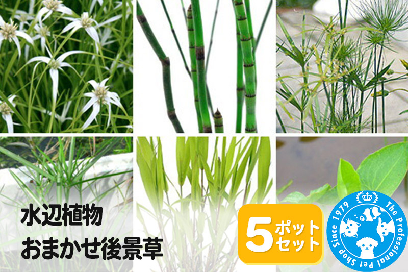 
水辺植物 おまかせ後景草×5ポットセット
