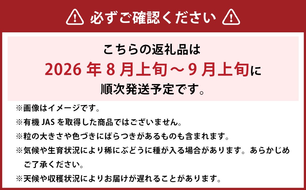 ☆正金農園より直送☆ 農薬節減【訳あり】シャインマスカット（粒タイプ） 2パック入
