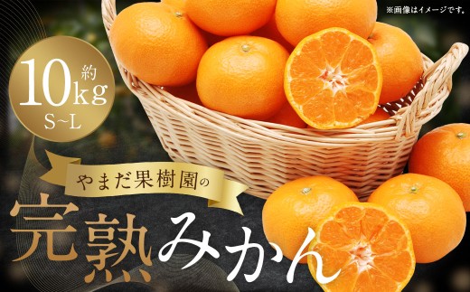 N179x1 やまだ果樹園の完熟みかん　１０kg　みかん ミカン 蜜柑 たらみかん 太良みかん 温州みかん 紅みかん 完熟みかん 甘熟 柑橘 国産 佐賀県産 太良町 こだわり 有機栽培 産地直送 贈答品 詰め合わせ 極甘 【2026年11月上旬-2027年1月上旬発送予定】