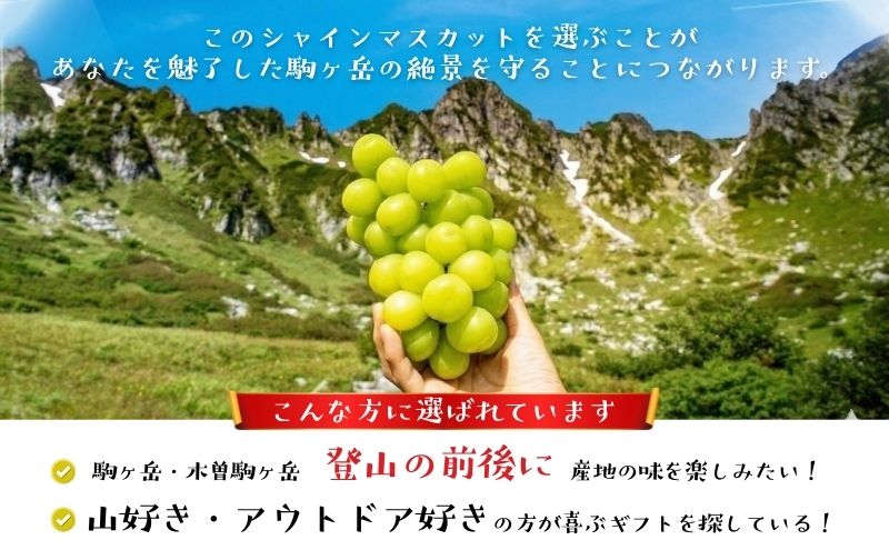 シャインマスカット 約 1.4kg ２～4房 長野 ぶどう 種なし 皮ごと 産地直送 フルーツ 果物 デザート おやつ マスカット ブドウ 葡萄 秋 旬 旬の果物 旬のフルーツ 信州 信州産 長野県 