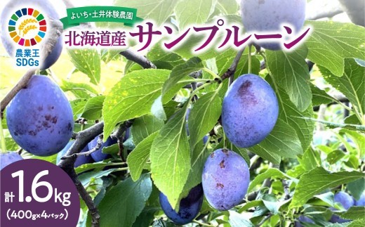 
                  【先行予約：2026年9月中旬以降発送】小玉で食べやすい！ 余市産 生プルーン 1.6kg サンプルーン 甘酸っぱい
                