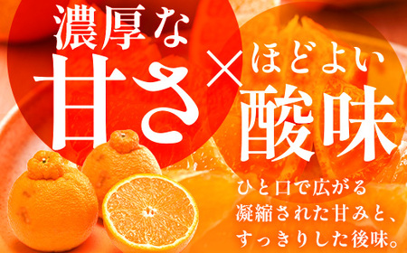 【数量限定・訳あり】しらぬい 約3kg(10～12玉) MS-1｜数量限定 柑橘 みかん ミカン 蜜柑 果物 生果 旬 フルーツ くだもの 国産 産地直送 家庭用 佐多岬