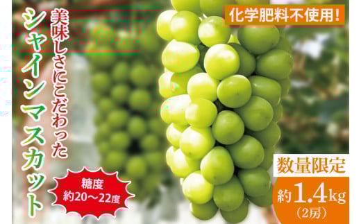【先行予約】【2025年9月以降発送】糖度約20～22度！美味しさにこだわったシャインマスカット（約1400g）2房 化学肥料不使用 農家直送【葡萄 ぶどう マスカット フルーツ 果物 くだもの 水戸市 水戸 茨城県 20000円以内 2万円以内】（GG-14）
