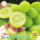 【ふるさと納税】新鮮朝採り発送☆ 【ちょっと訳あり 家庭用】シャインマスカット 約1kg(約2～3房)《越ナチュラフルーツ》 ■2024年発送■※9月上旬頃～11月中旬頃まで順次発送予定 果物 ぶどう フルーツ 果物 ブドウ 家庭用 訳あり