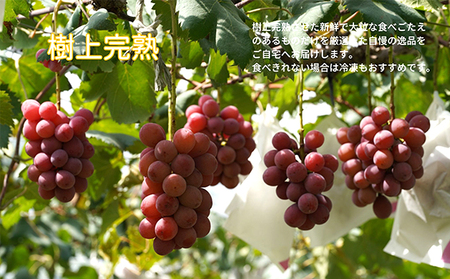 厳選 クイーンニーナ 2房 合計1.0kg以上 産地直送 朝採れ ぶどう 葡萄 Kawahara green Farm 岡山県産 2026年 果物 フルーツ 岡山のブドウ デザート 食べ物 国産 日本