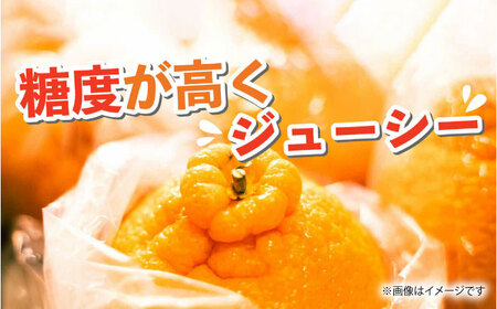 【先行予約】不知火 約5kg【くまふる】[ZBG010]