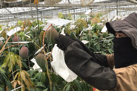 【2024年発送】濃厚な大人の味 沖縄県「キーツマンゴー」2kg