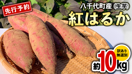 さつまいも 紅はるか サツマイモ 約10kg 訳あり