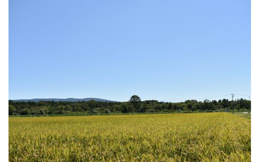 
【北海道士別市】※令和５年産米※上士別の生産者がつくるななつぼし「玄米」5㎏×3袋
