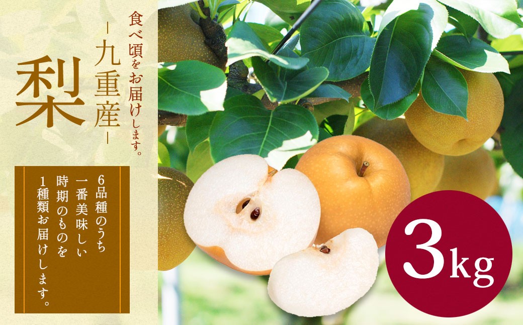 永楽果樹園 梨 約3kg