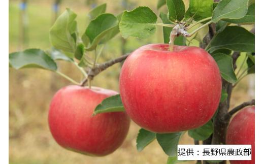 【10月上旬発送予定】ジューシーで濃厚な甘み シナノスイート 1箱(5kg) 003-007