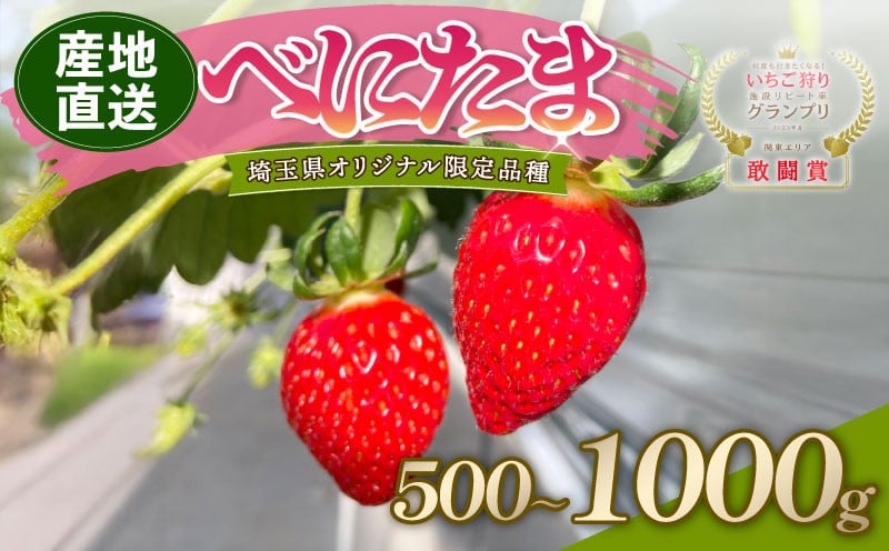 
            【予約】 べにたま 埼玉限定品種 選べる容量 500g 1000g いちご イチゴ 苺 ストロベリー 産地直送 ご当地 果物 くだもの フルーツ デザート 食品 スイーツ 冷蔵 ロコファーム 埼玉県 羽生市
          