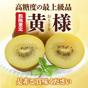 【10月中旬より】さぬきゴールドキウイ「黄様」16個入り【数量限定】