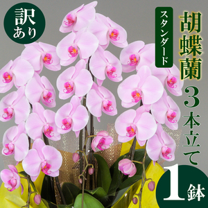 【訳あり】胡蝶蘭 3本立て ピンク スタンダード お祝い 須崎洋蘭園 SY013