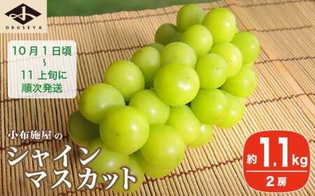 シャインマスカット 約1.1kg 2房 ［小布施屋］ フルーツ 果物 くだもの ぶどう 葡萄 ブドウ 数量限定 クール便配送 長野県産 産地直送 先行予約 送料無料  2025年発送 令和7年産 【2025年10月1日頃～11月上旬発送】