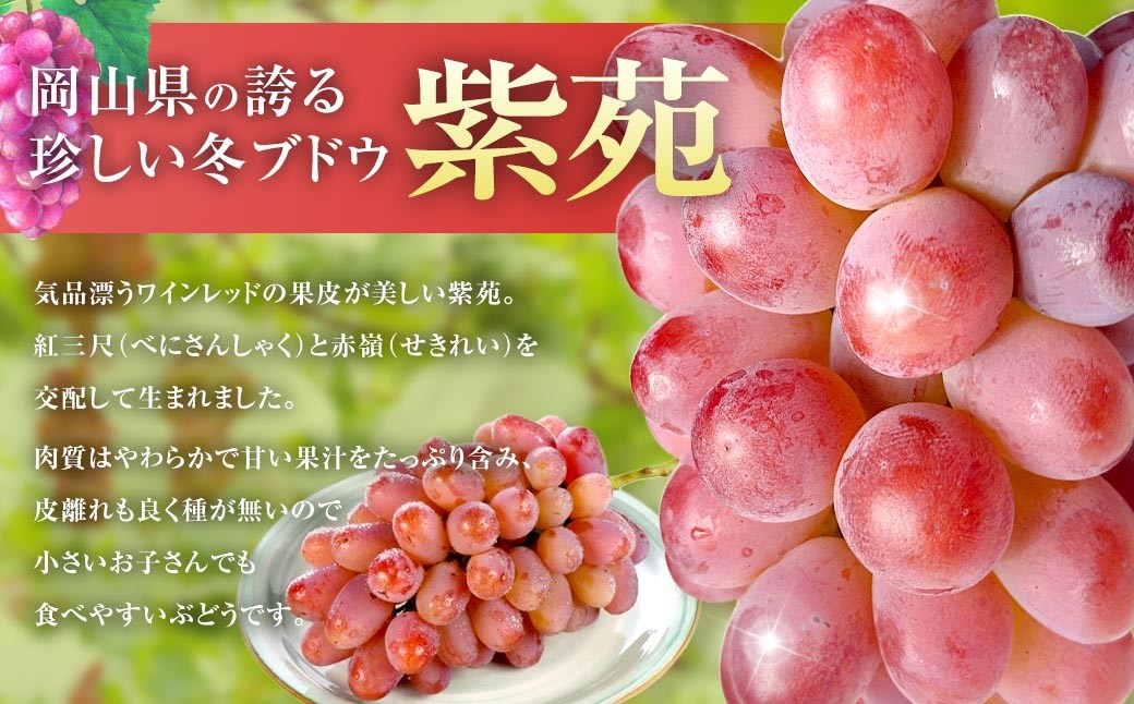 紫苑 2kg