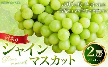 （訳あり） シャインマスカット 2房 約1.1～1.2kg マスカット ぶどう ブドウ 葡萄 果物 くだもの フルーツ 常温 【2026年8月上旬～9月下旬迄発送予定】