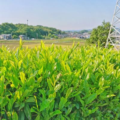 ふるさと納税 可児市 水野茶園のお茶　一番茶・二番茶セット(喜撰200g、かりがね200g×2袋、煎茶200g×4袋) |  | 01