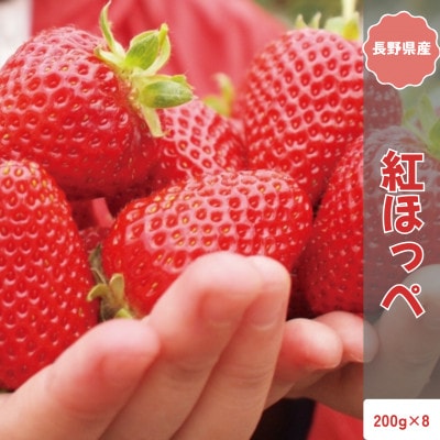 【2026年発送予定】長野県産 いちご 紅ほっぺ 8パック【約1.6kg】【配送不可地域：離島】【1705280】