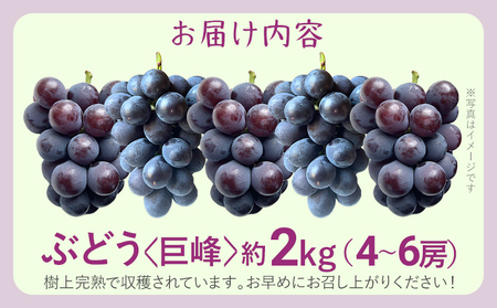 先行予約 期間限定 巨峰 ぶどう 約2kg（4～6房） 農家直送 樹上完熟 完熟 果汁 ブドウ 葡萄 果物 フルーツ 甘い ジューシー 福岡県 福岡 九州 グルメ お取り寄せ 【8月中旬頃より順次出荷