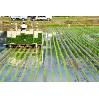 ふるさと納税 南魚沼市 【令和7年産新米】南魚沼君沢産こしひかり　白燦々5kg【白米】(従来品種) |  | 03